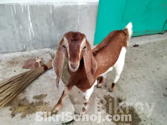 বাচ্চা সহ ছাগল বিক্রয়